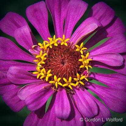 Purple Flower_18861.jpg - Photographed near Merrickville, Ontario, Canada.